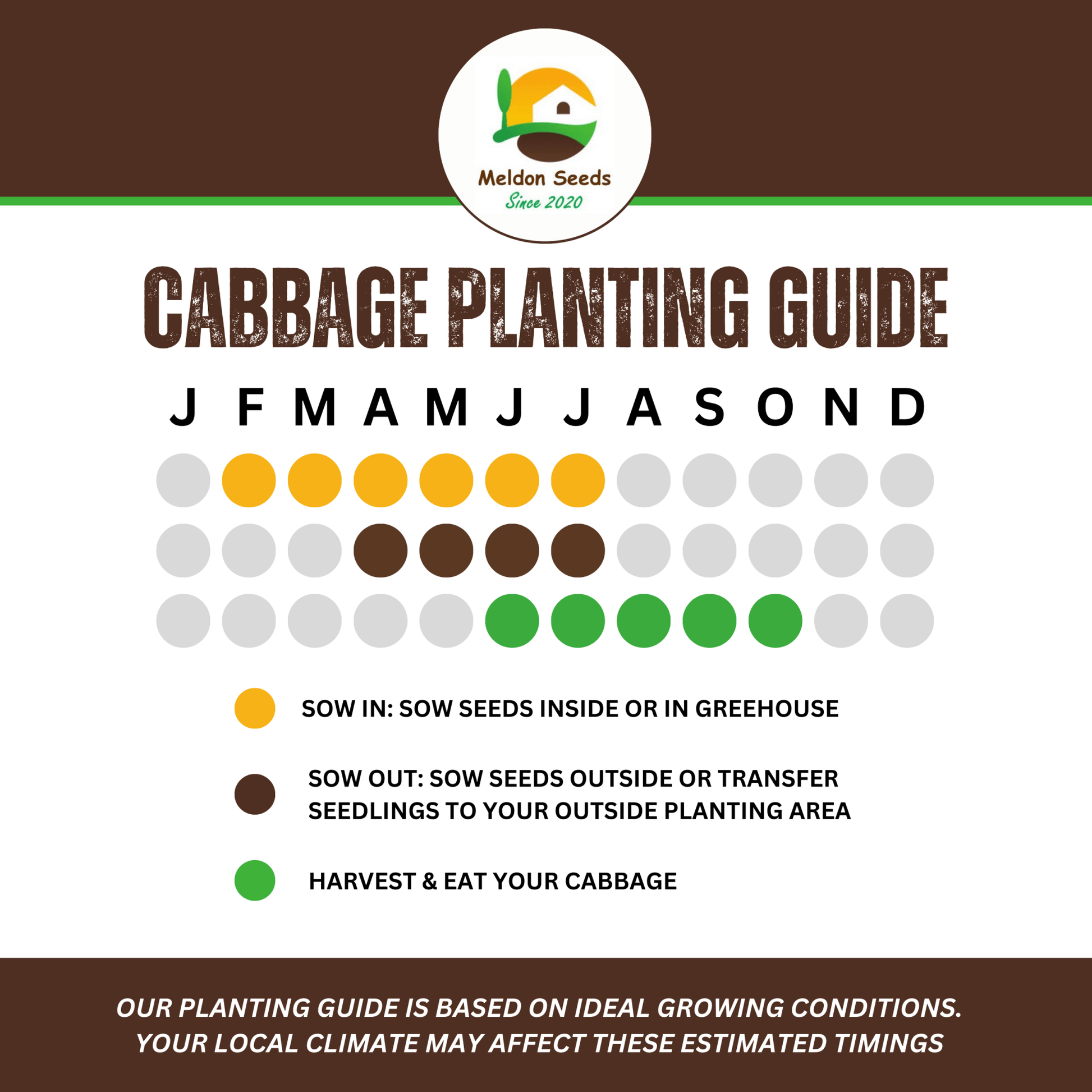 Cabbage Greyhound 500 Seeds - Chartley Chucks