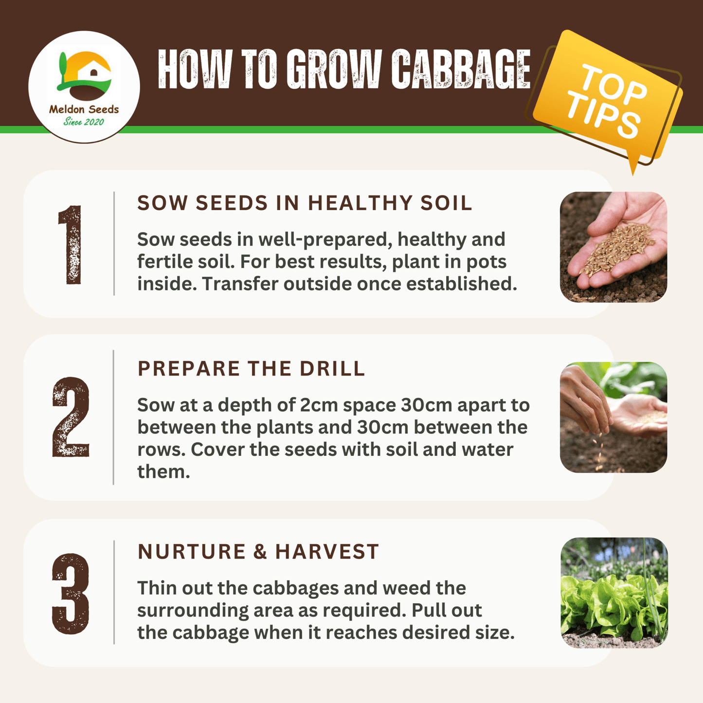 Cabbage Greyhound 500 Seeds - Chartley Chucks