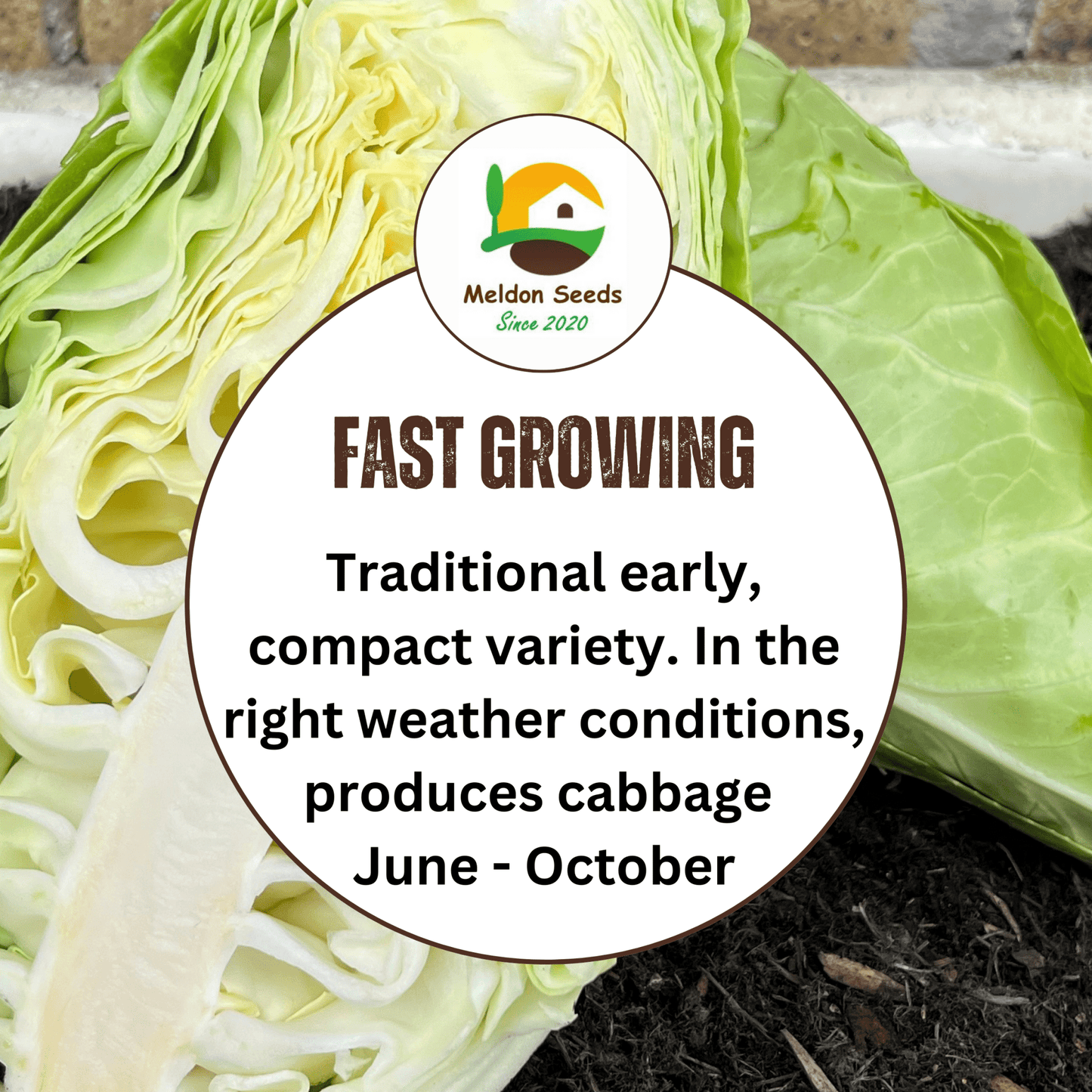 Cabbage Greyhound 500 Seeds - Chartley Chucks