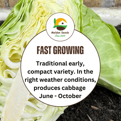 Cabbage Greyhound 500 Seeds - Chartley Chucks