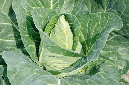 Cabbage Plug Plants MIXED PACK "Grow Your Own" Vegetables 'Ready to Plant Now' Young Vegetable Plants **Letterbox Friendly** - Chartley Chucks