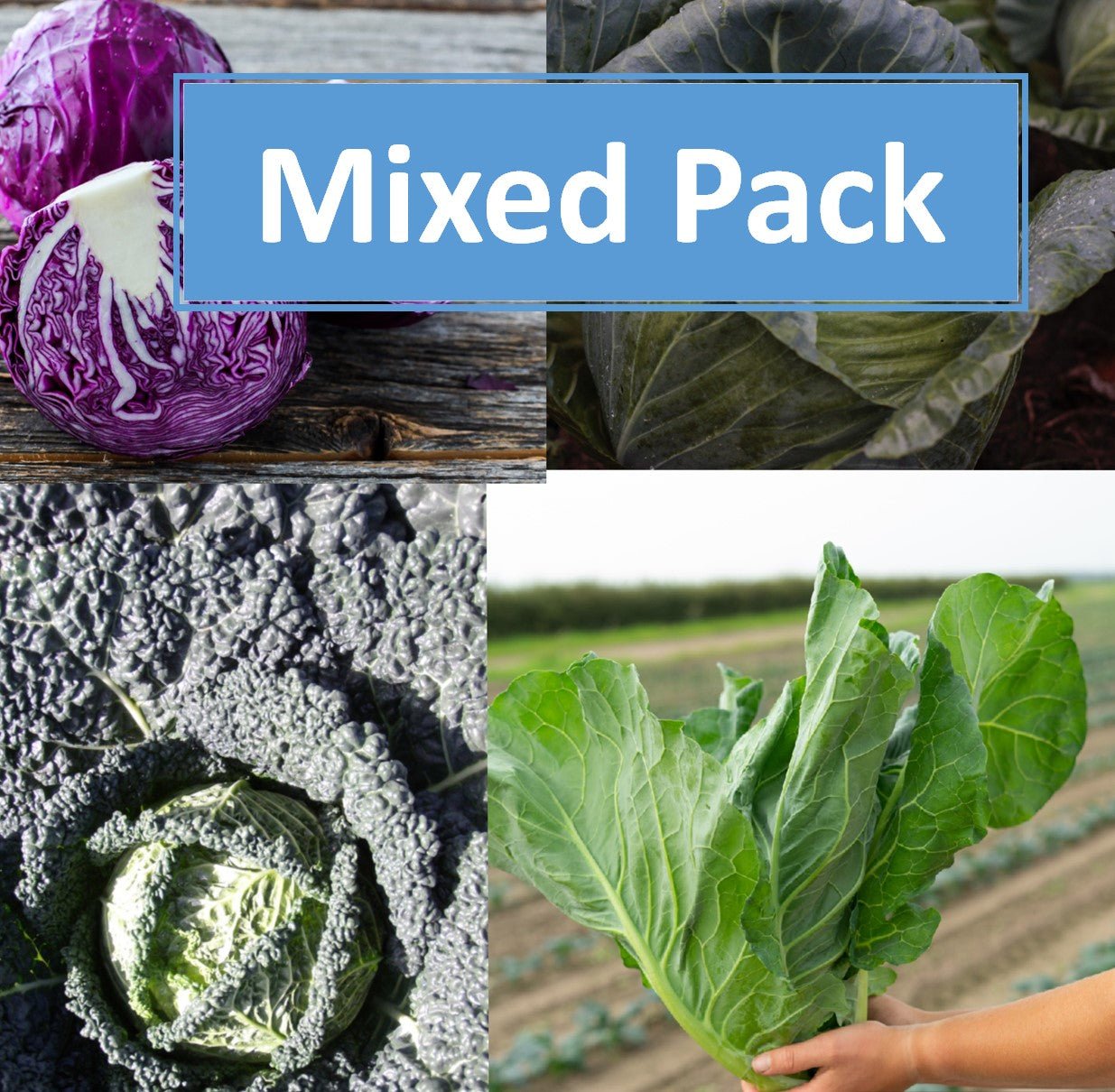 Cabbage Plug Plants MIXED PACK "Grow Your Own" Vegetables 'Ready to Plant Now' Young Vegetable Plants **Letterbox Friendly** - Chartley Chucks