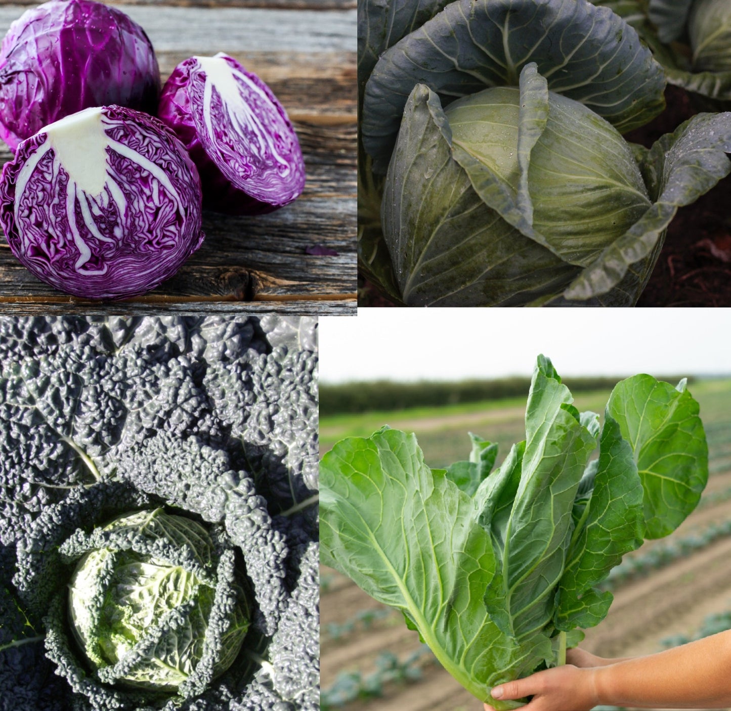 Cabbage Plug Plants MIXED PACK "Grow Your Own" Vegetables 'Ready to Plant Now' Young Vegetable Plants **Letterbox Friendly** - Chartley Chucks