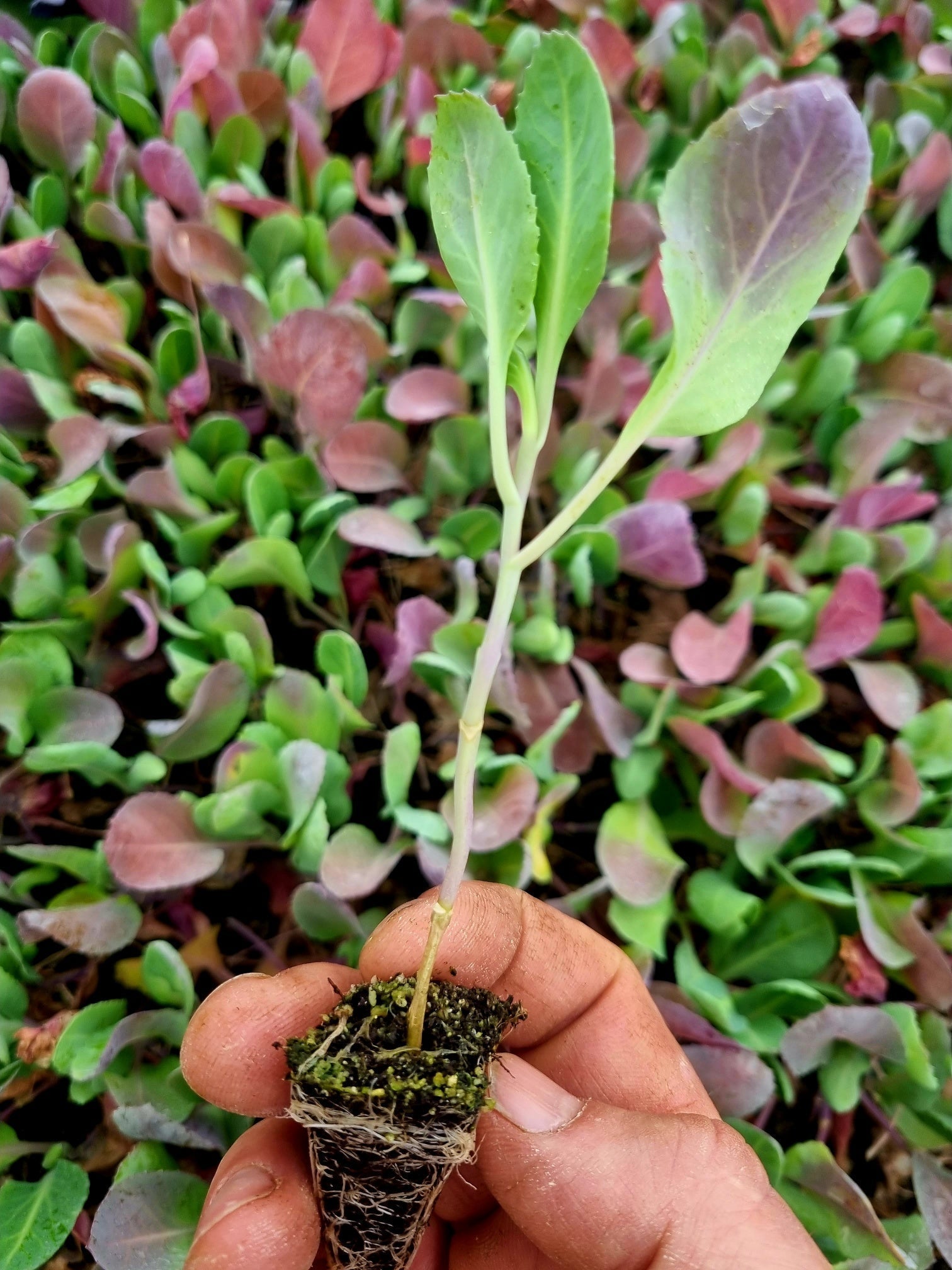 Cabbage Plug Plants MIXED PACK "Grow Your Own" Vegetables 'Ready to Plant Now' Young Vegetable Plants **Letterbox Friendly** - Chartley Chucks