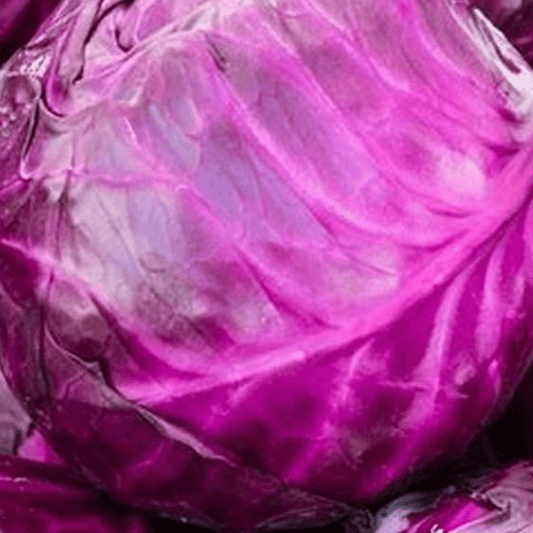 Cabbage Red Drumhead 500 Seeds - Chartley Chucks
