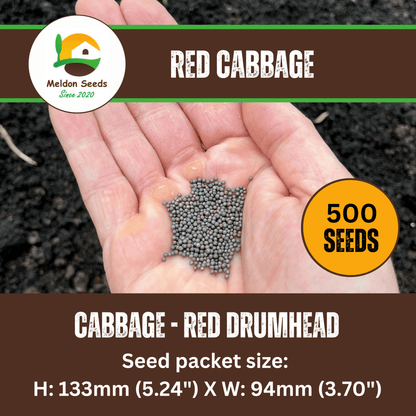 Cabbage Red Drumhead 500 Seeds - Chartley Chucks