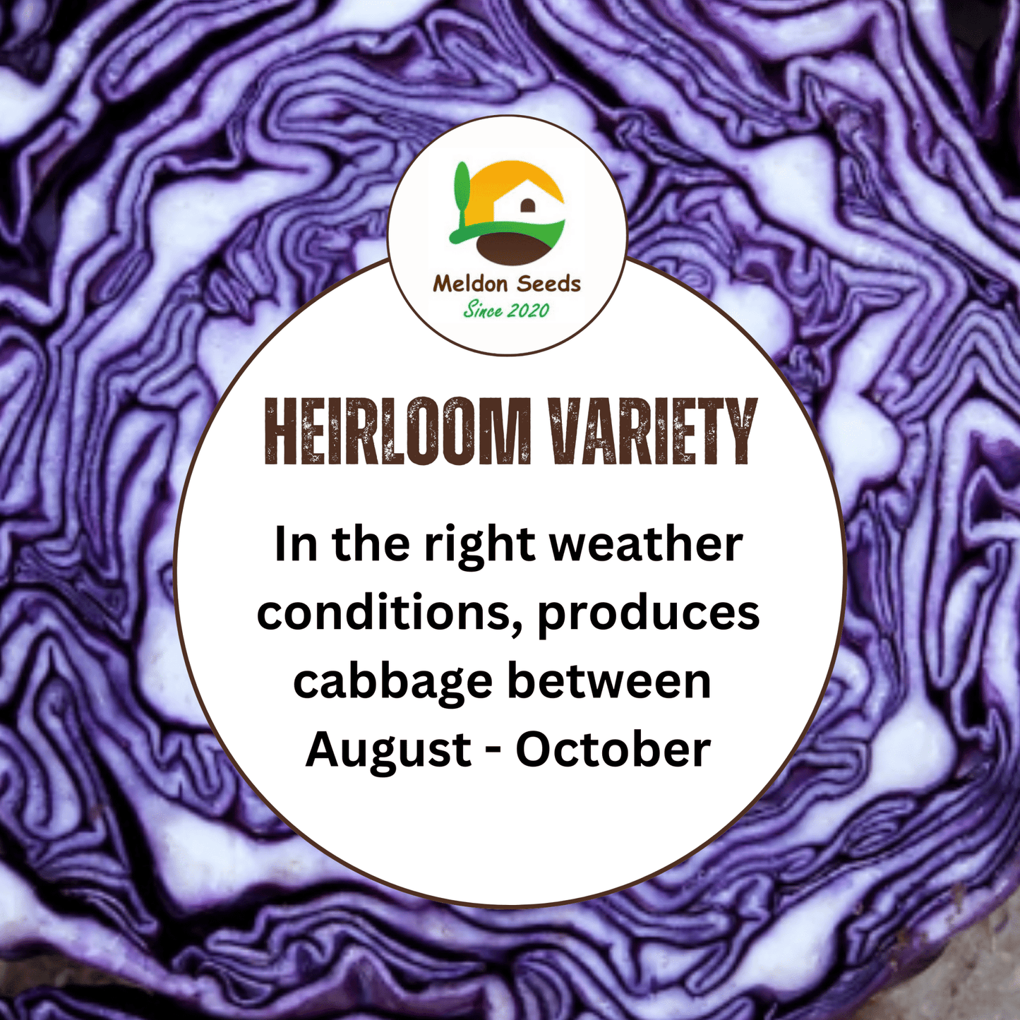 Cabbage Red Drumhead 500 Seeds - Chartley Chucks