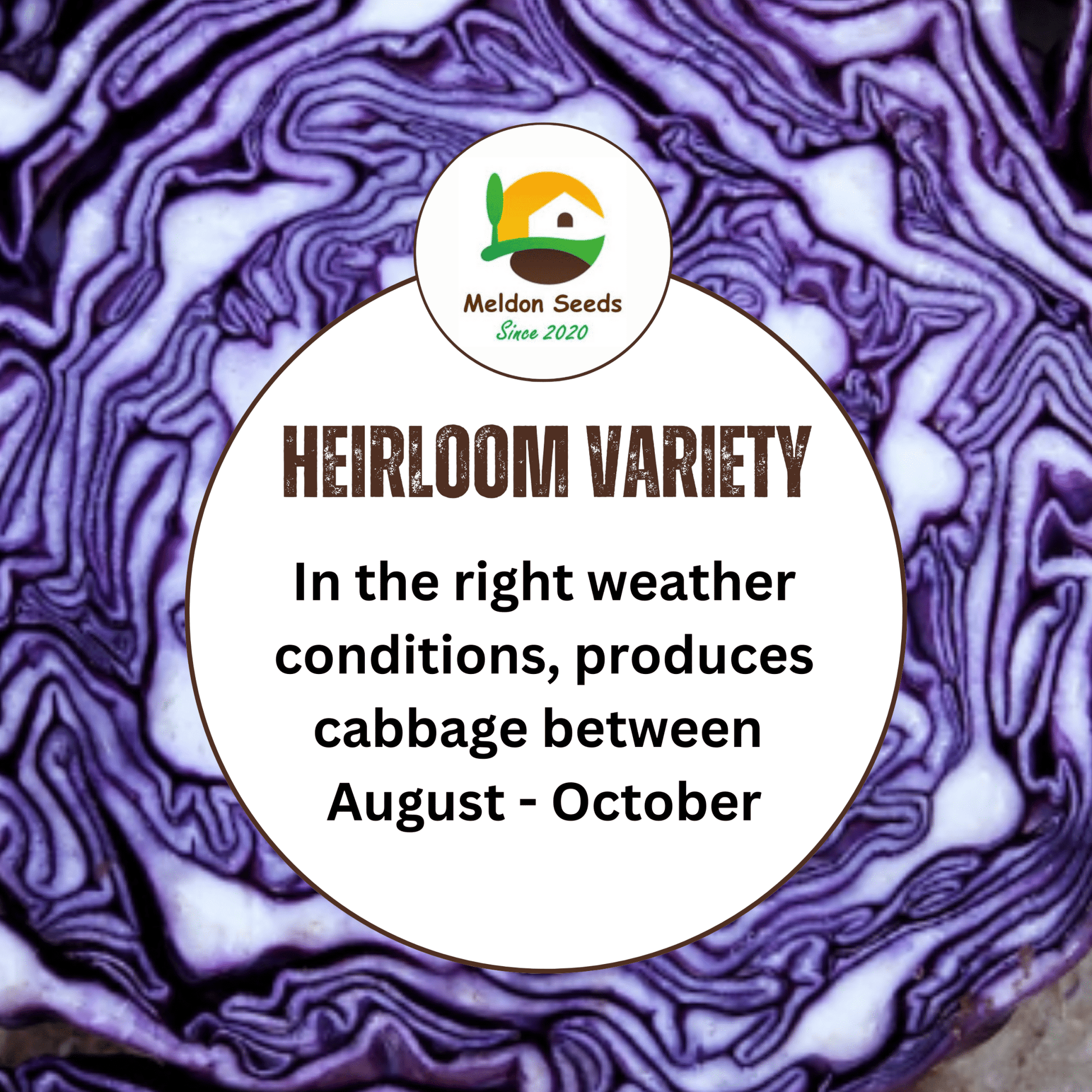 Cabbage Red Drumhead 500 Seeds - Chartley Chucks