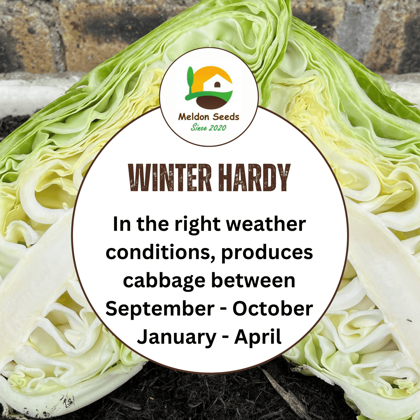 Cabbage Wheelers Imperial 500 Seeds - Chartley Chucks