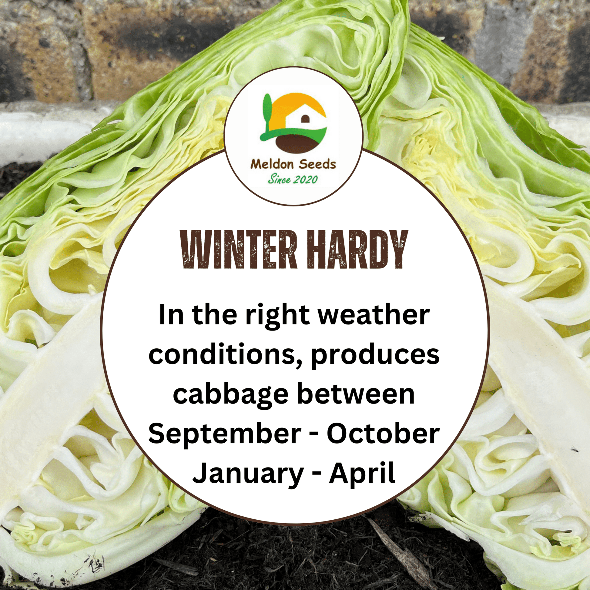 Cabbage Wheelers Imperial 500 Seeds - Chartley Chucks