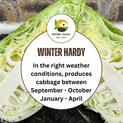 Cabbage Wheelers Imperial 500 Seeds - Chartley Chucks