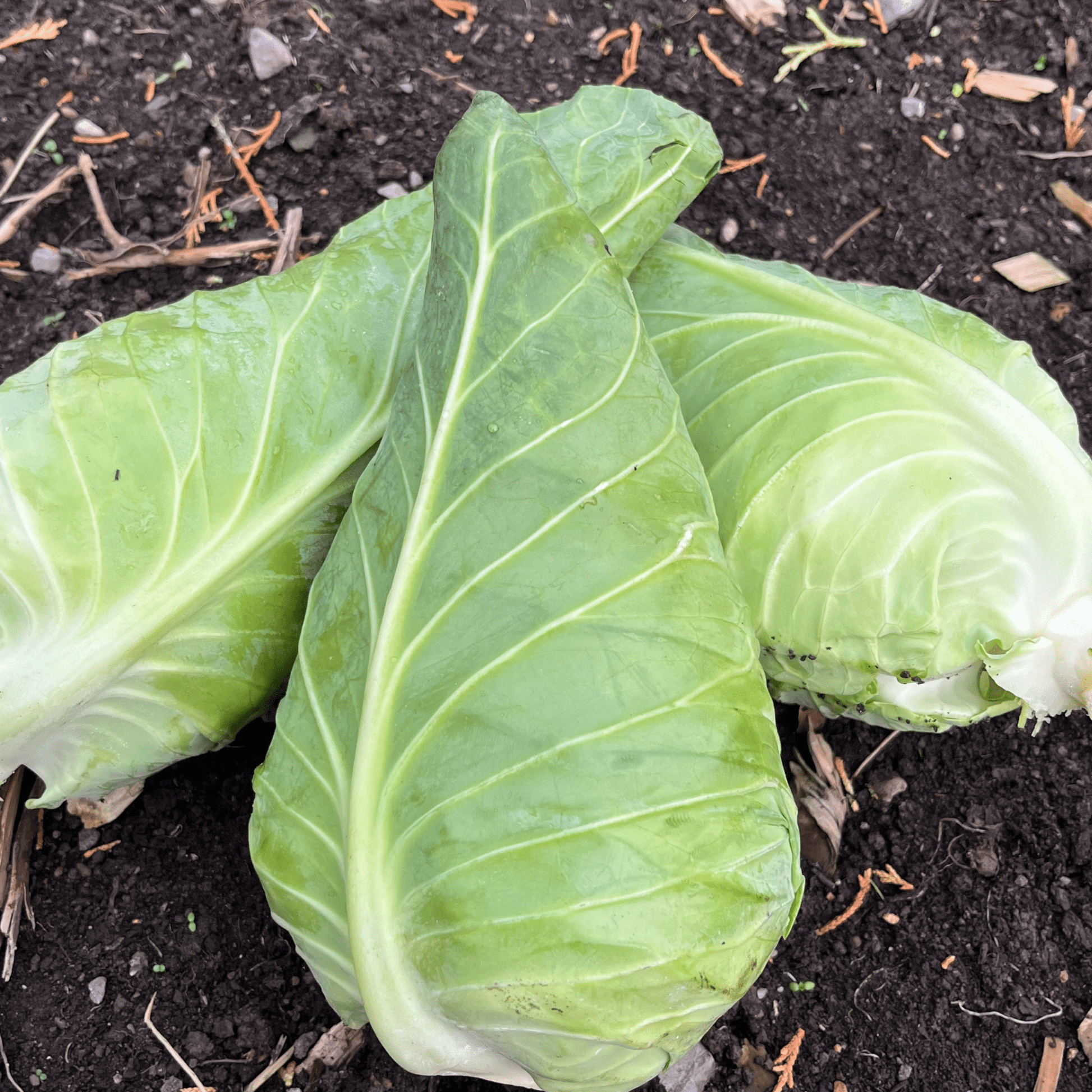 Cabbage Wheelers Imperial 500 Seeds - Chartley Chucks