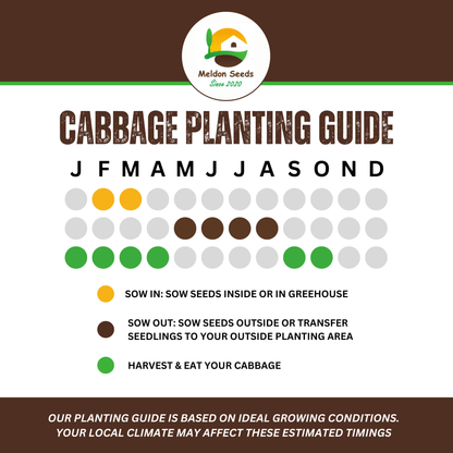 Cabbage Wheelers Imperial 500 Seeds - Chartley Chucks