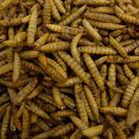 Calciworms - better than Mealworms