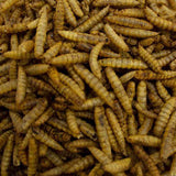 Calciworms - better than Mealworms