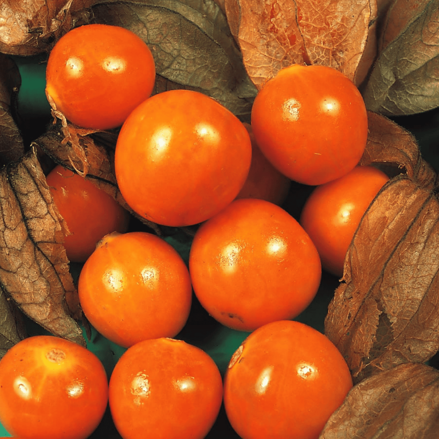 Cape Gooseberry Seeds Golden Berry Physalis - 150 Fresh Oriental Vegetable Seeds - Chartley Chucks