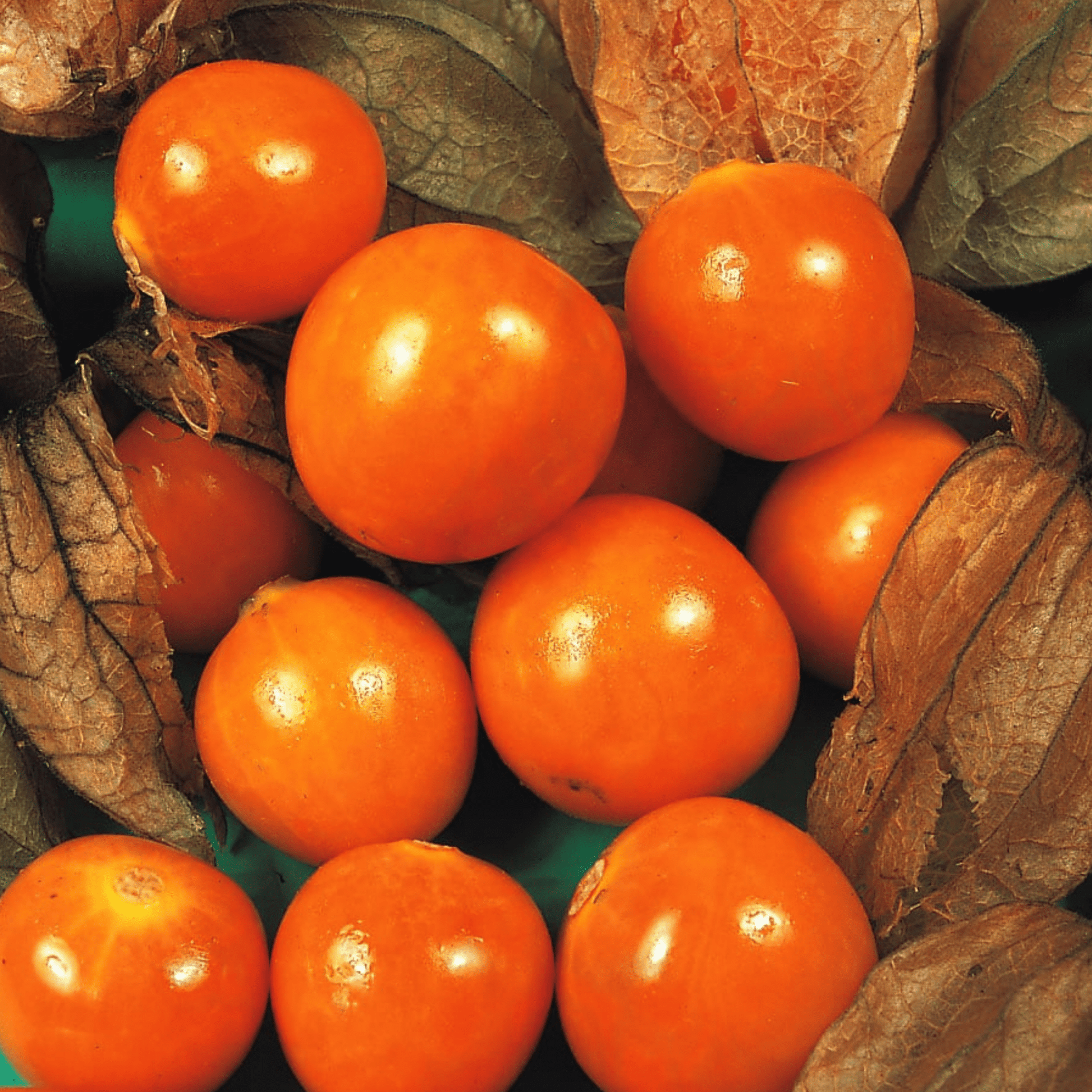 Cape Gooseberry Seeds Golden Berry Physalis - 150 Fresh Oriental Vegetable Seeds - Chartley Chucks