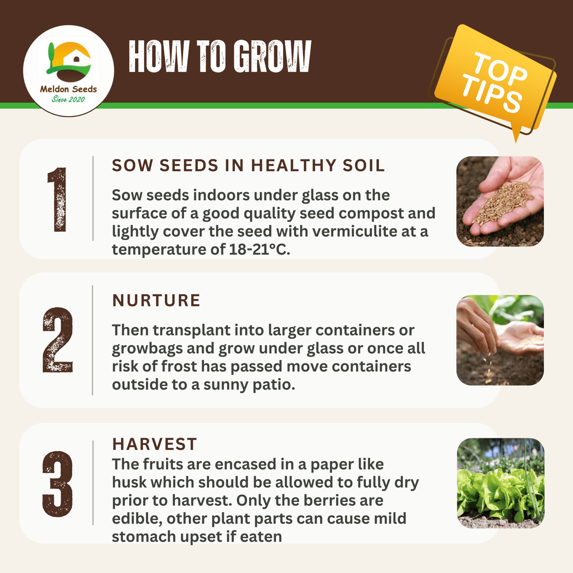 Cape Gooseberry Seeds Golden Berry Physalis - 150 Fresh Oriental Vegetable Seeds - Chartley Chucks