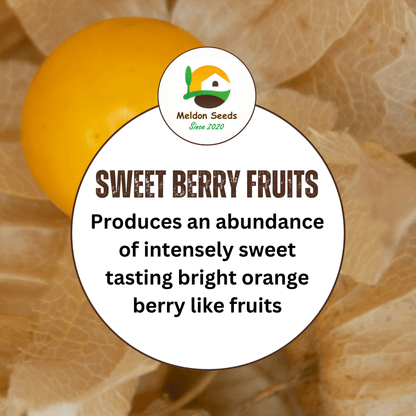 Cape Gooseberry Seeds Golden Berry Physalis - 150 Fresh Oriental Vegetable Seeds - Chartley Chucks