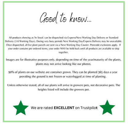 Carrot Autumn King Seeds - Chartley Chucks