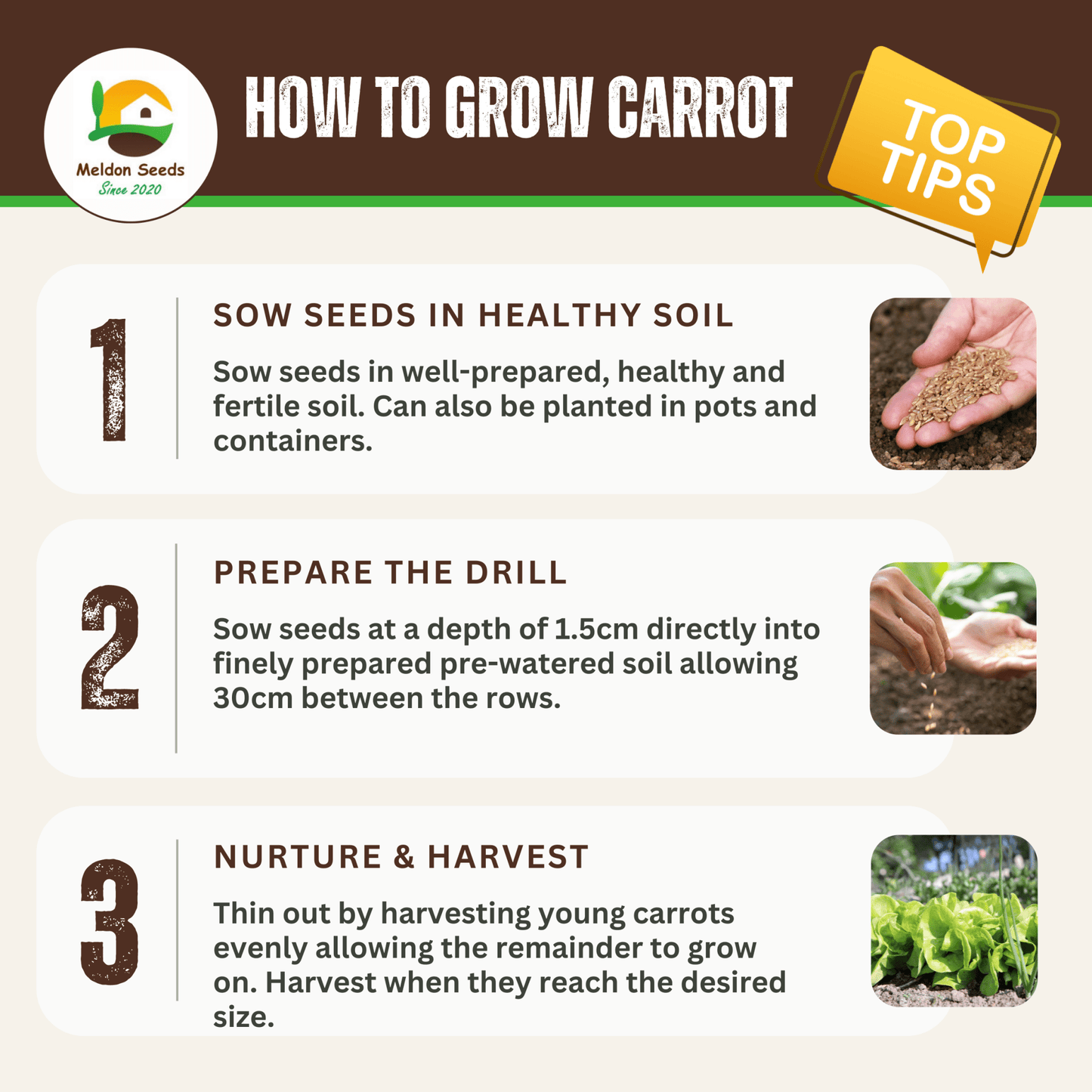 Carrot Chantenay Red Cored 1000 Seeds - Chartley Chucks