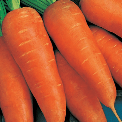 Carrot Chantenay Red Cored 1000 Seeds - Chartley Chucks