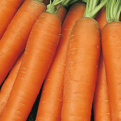 Carrot Early Nantes 1000 Seeds - Chartley Chucks