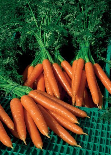 Carrot Plug Plants "Grow Your Own" Vegetables **Letterbox Friendly** - Chartley Chucks