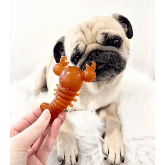 Carrot & Pumpkin Lobster Chew For Dogs - Chartley Chucks