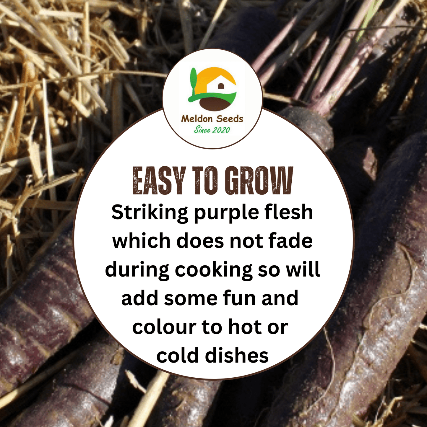 Carrot Purple Sun F1 275 Seeds - Chartley Chucks