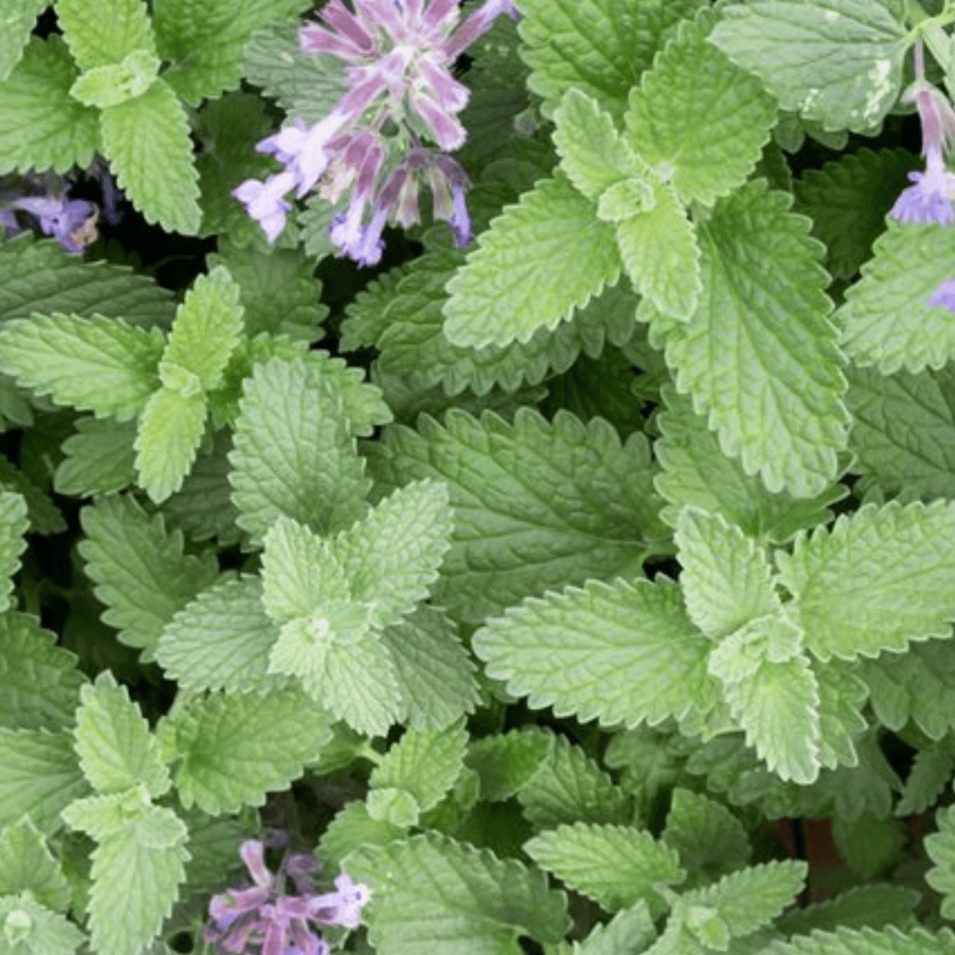 Catmint Catnep Seeds - 400 Seeds - True Catnip Nepeta Cataria Herb Cats Love It - Chartley Chucks