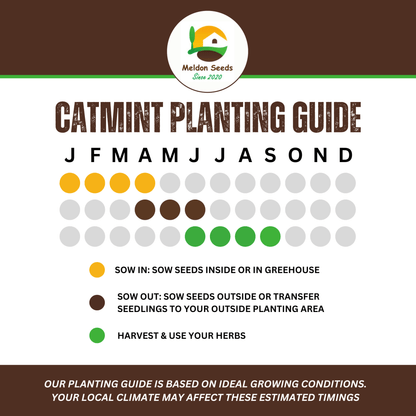 Catmint Catnep Seeds - 400 Seeds - True Catnip Nepeta Cataria Herb Cats Love It - Chartley Chucks