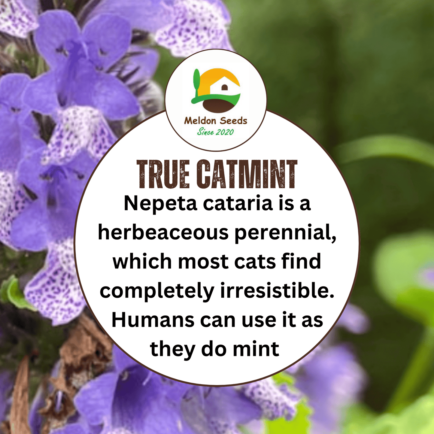 Catmint Catnep Seeds - 400 Seeds - True Catnip Nepeta Cataria Herb Cats Love It - Chartley Chucks