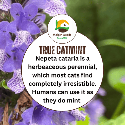 Catmint Catnep Seeds - 400 Seeds - True Catnip Nepeta Cataria Herb Cats Love It - Chartley Chucks