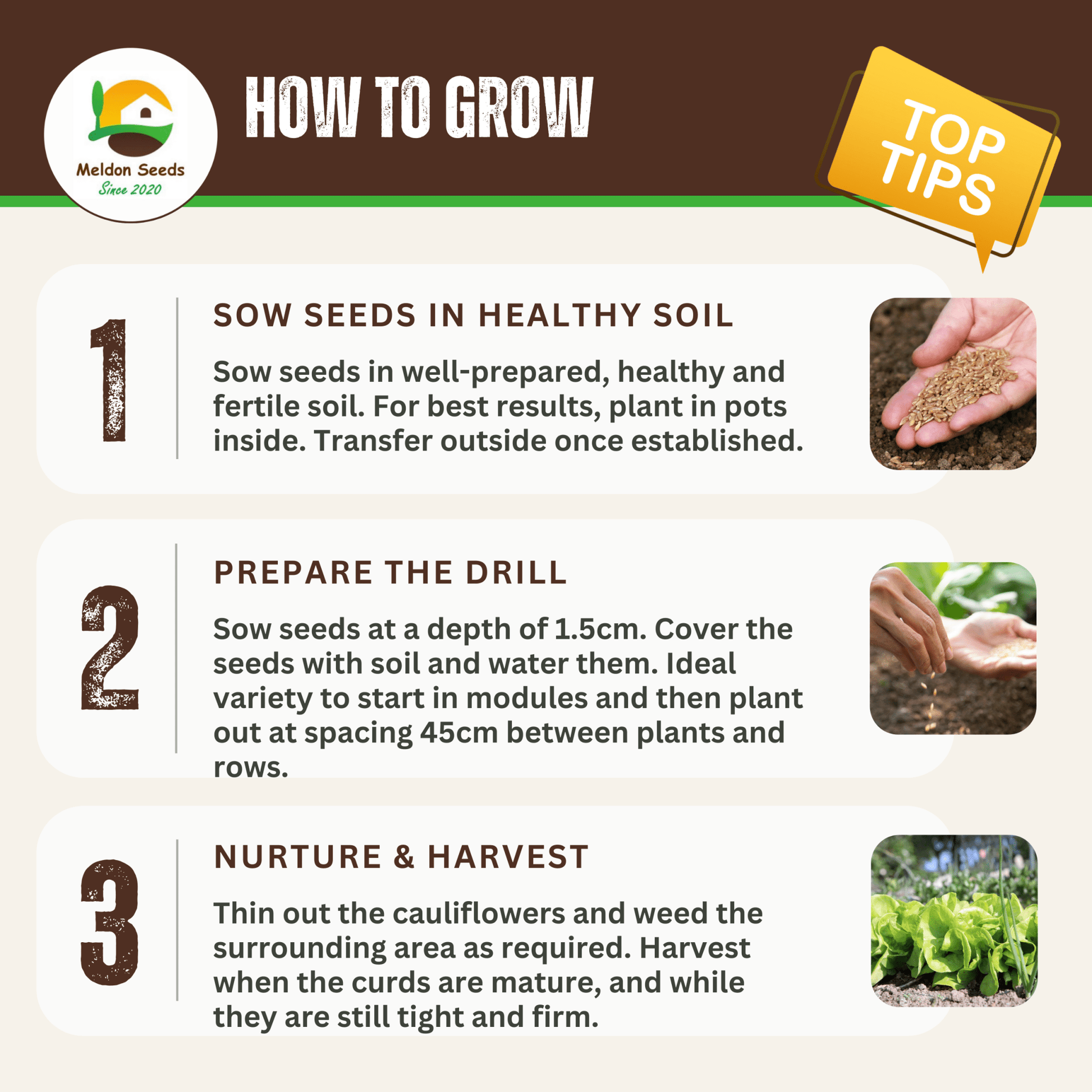 Cauliflower All Year Round 300 Seeds - Chartley Chucks