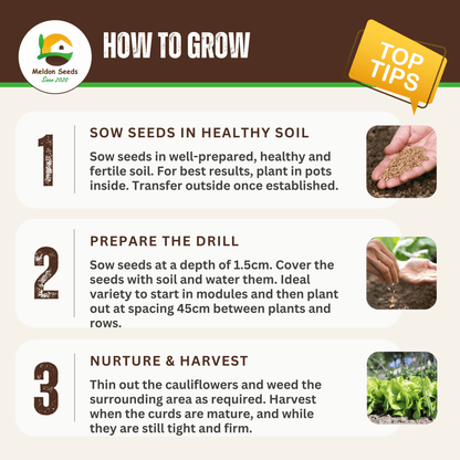 Cauliflower All Year Round 300 Seeds - Chartley Chucks