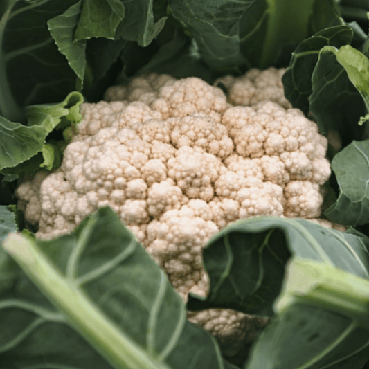 Cauliflower All Year Round 300 Seeds - Chartley Chucks