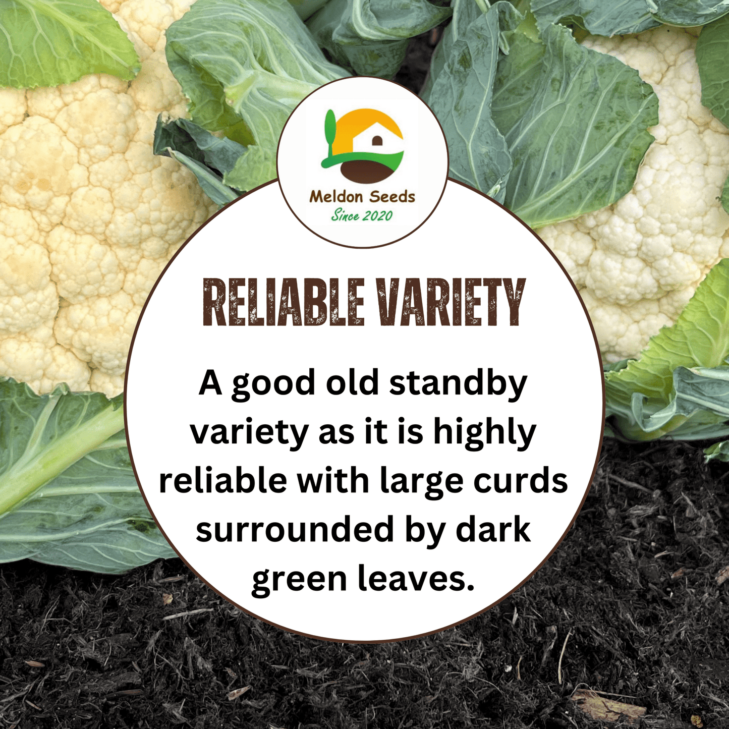 Cauliflower All Year Round 300 Seeds - Chartley Chucks