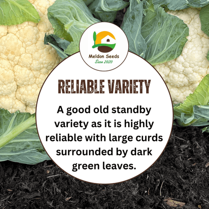 Cauliflower All Year Round 300 Seeds - Chartley Chucks