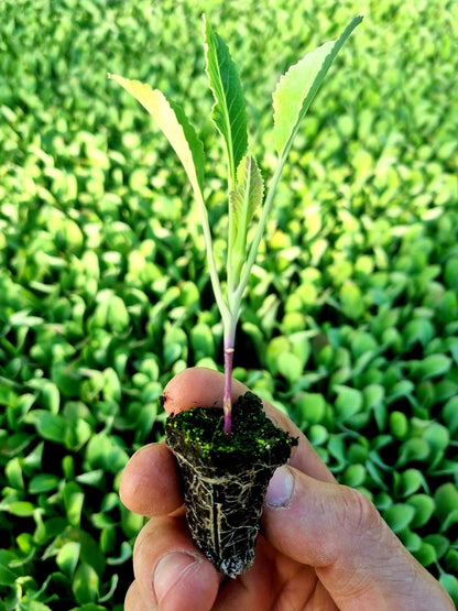 Cauliflower Plug Plants "Grow Your Own" Vegetables **Letterbox Friendly** - Chartley Chucks