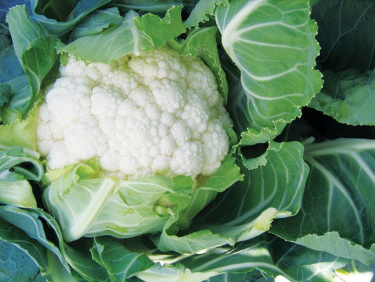 Cauliflower Plug Plants "Grow Your Own" Vegetables **Letterbox Friendly** - Chartley Chucks