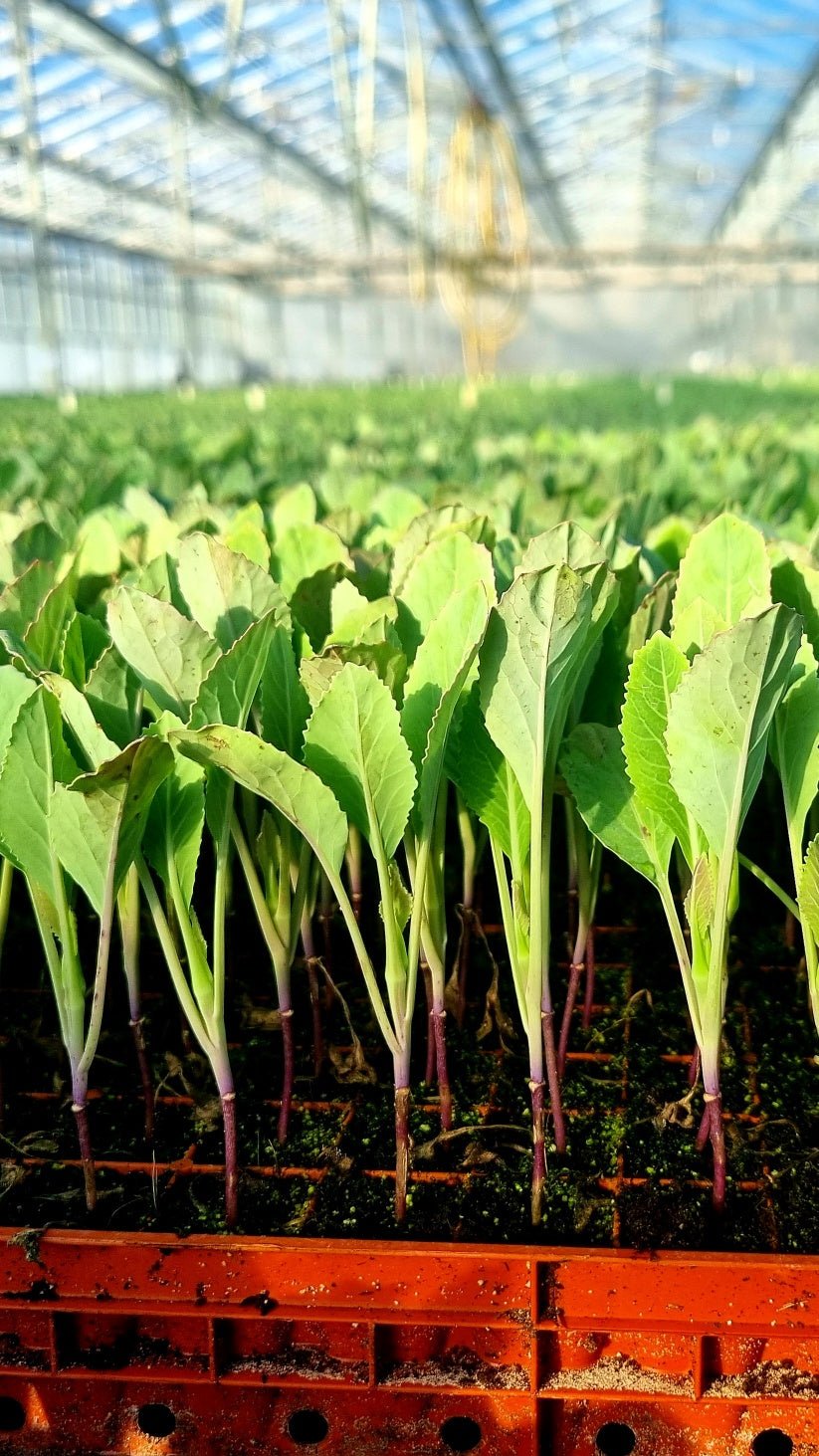 Cauliflower Plug Plants "Grow Your Own" Vegetables **Letterbox Friendly** - Chartley Chucks