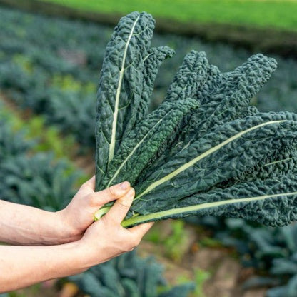 Cavolo Nero Plug Plants "Grow Your Own" Vegetables **Letterbox Friendly** - Chartley Chucks