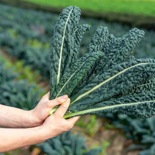 Cavolo Nero Plug Plants "Grow Your Own" Vegetables **Letterbox Friendly** - Chartley Chucks