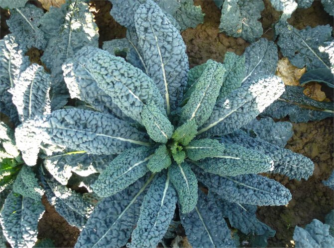 Cavolo Nero Plug Plants "Grow Your Own" Vegetables **Letterbox Friendly** - Chartley Chucks