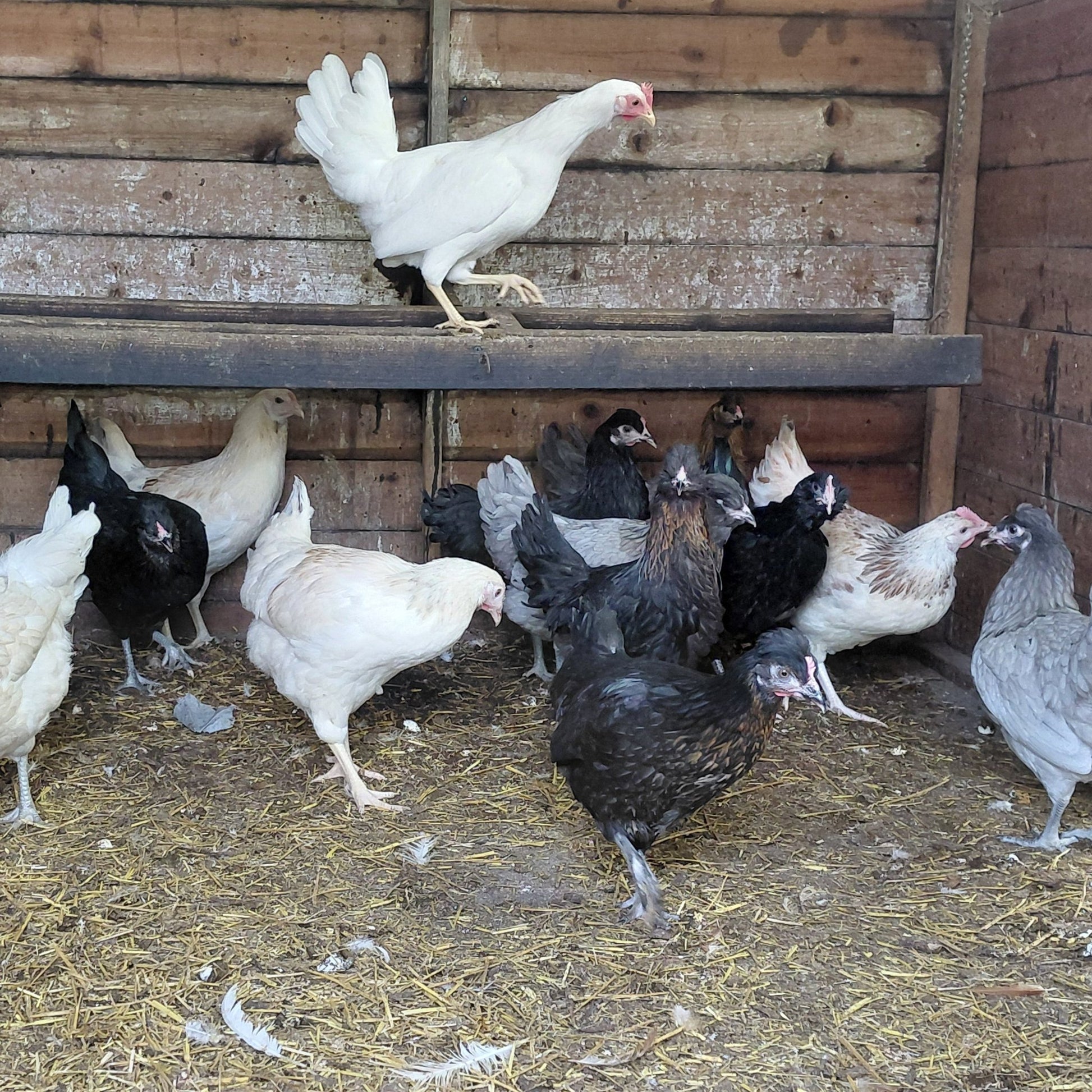 CC Blue egg laying Chickens - Chartley Chucks