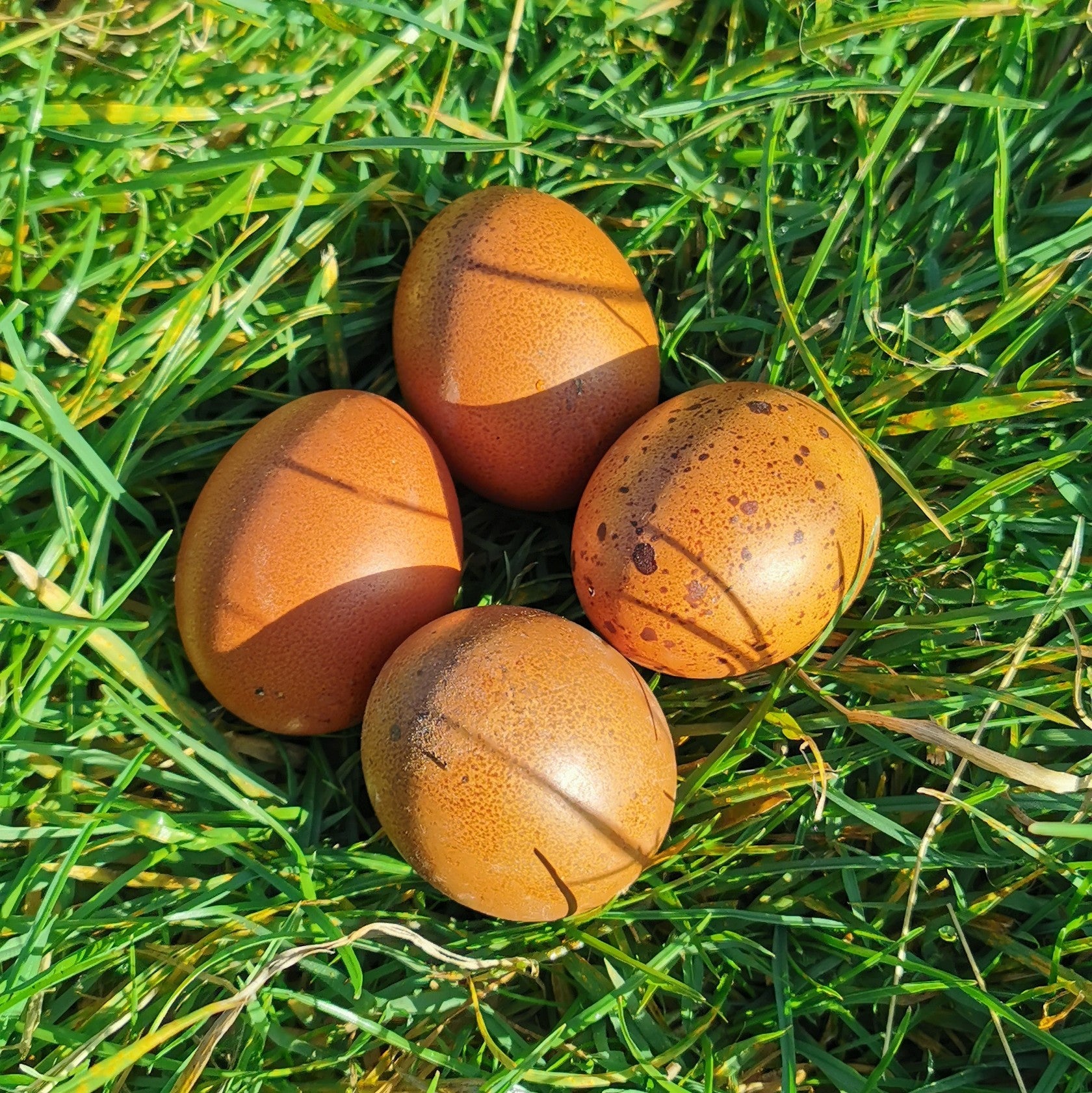 CC Dark egg laying chickens (copper marans hybrids) - Chartley Chucks