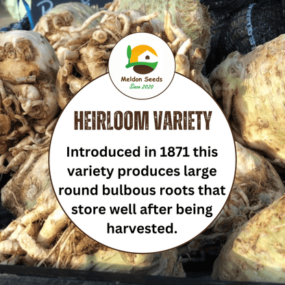 Celeriac Giant Prague 500 Seeds - Chartley Chucks