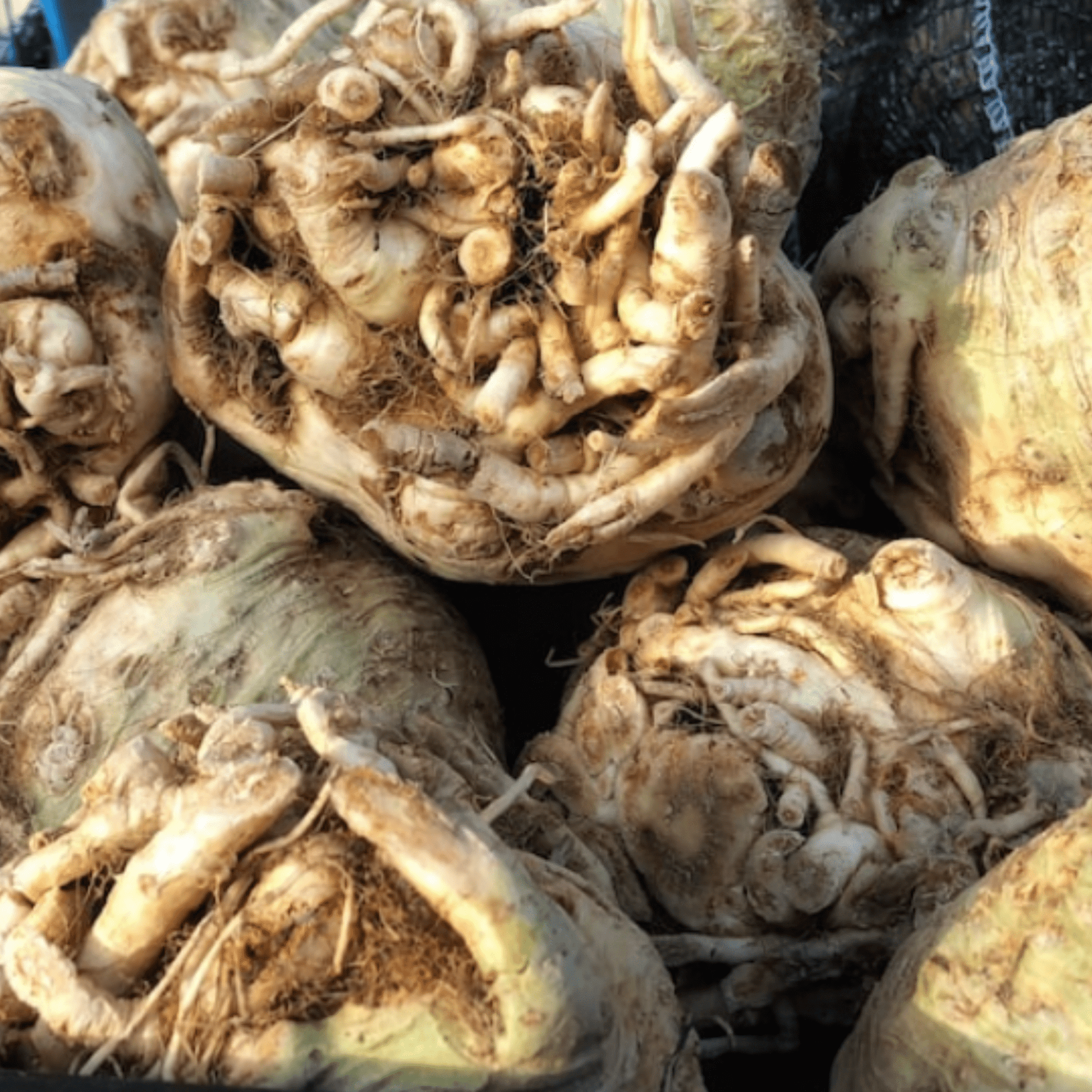Celeriac Giant Prague 500 Seeds - Chartley Chucks