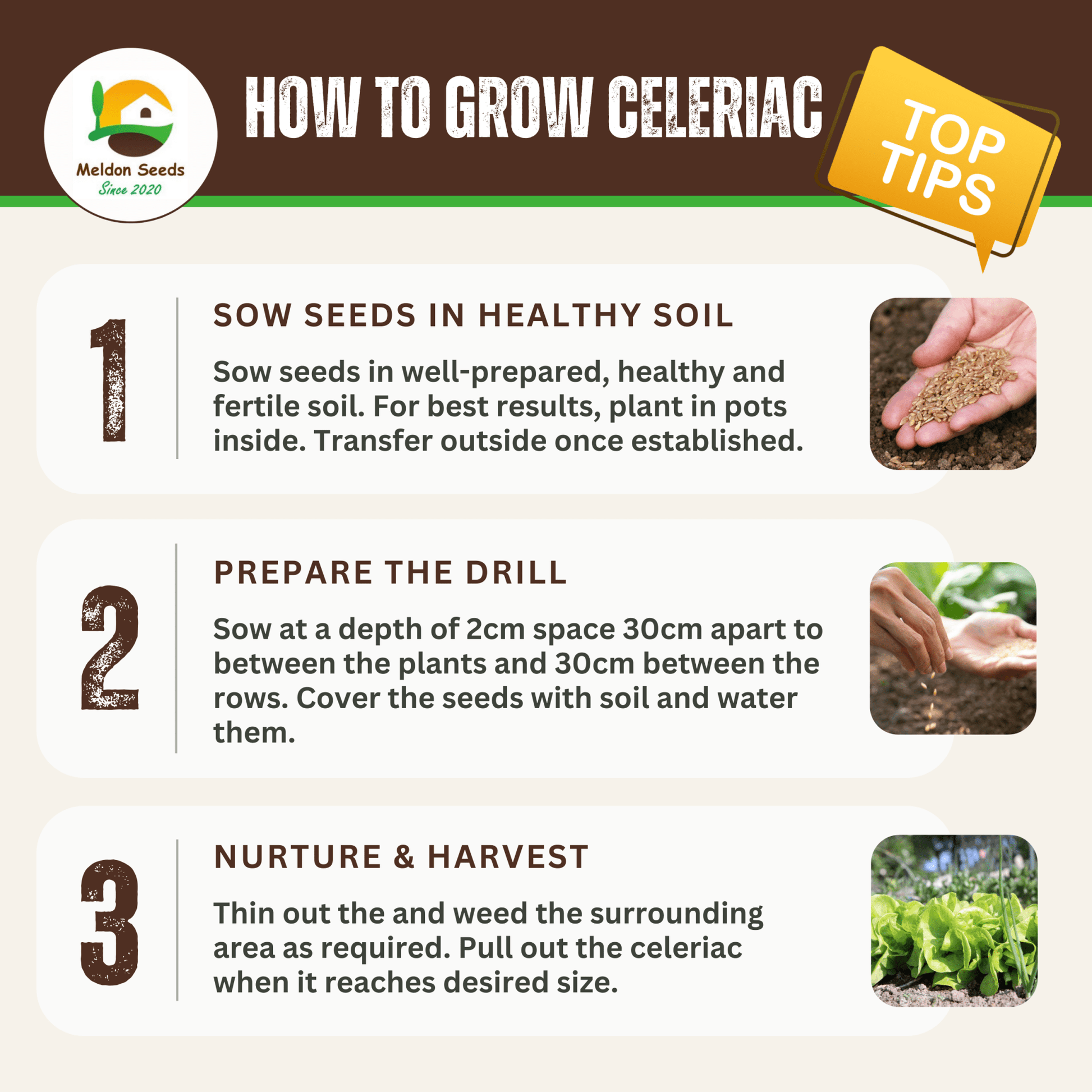 Celeriac Giant Prague 500 Seeds - Chartley Chucks